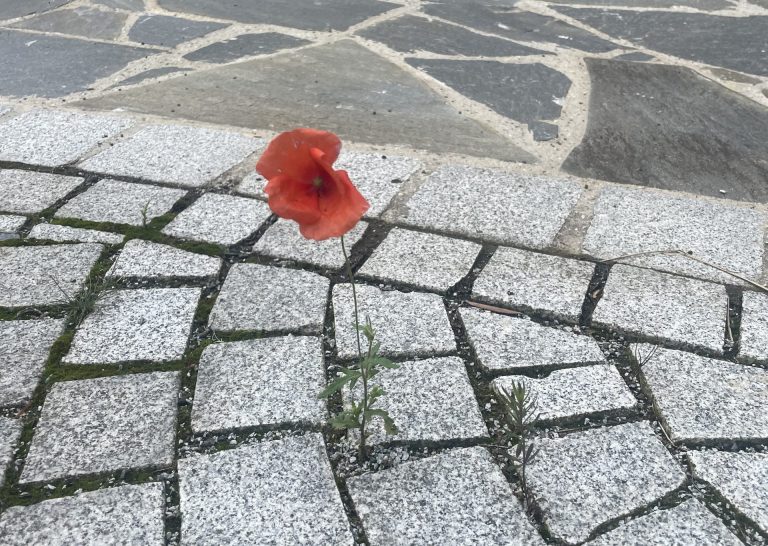 Resilienz einer Mohnblume!